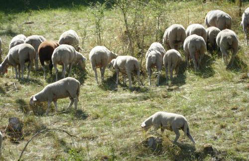 Natur-Aktiv-Hof Thiem - Foto 51