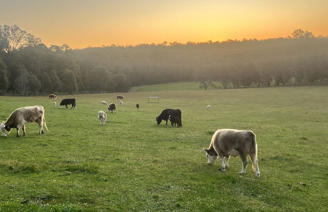 Jarrah Glen Cabins - Photo 25