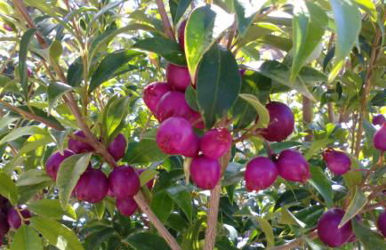 Casa Rural La Tinta - Foto 24