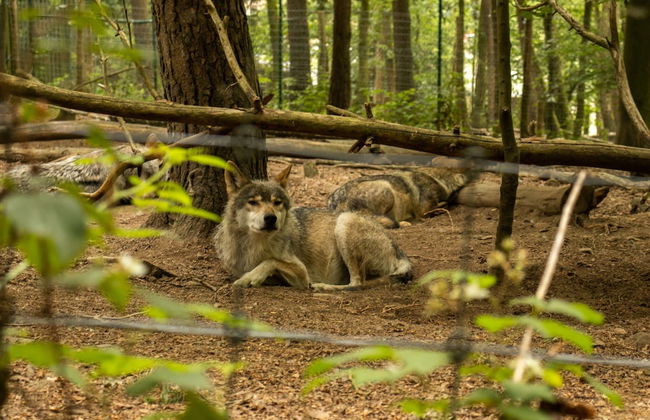 Forestside Escape Near Lake - Photo 37