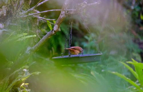 Casa em penedo com cachoeira - Photo 15