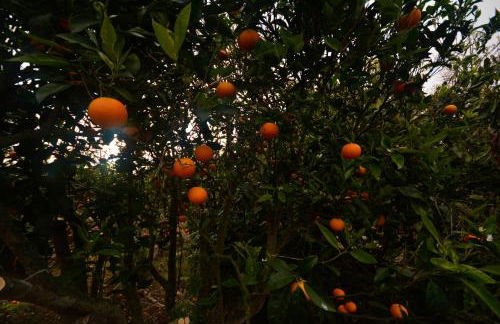 Villa Finca Los Castanos - Panoramic View - Foto 62