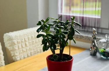 Apartments Paradise - Foto 50