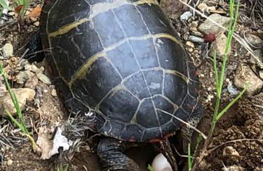 Log Cabin at Naughty Dog Private Island - Foto 40