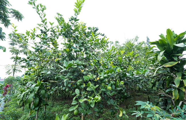 OYO Homes 91006 Eco Tourism Desa Cibodas Areng 5 Syariah - Photo 30