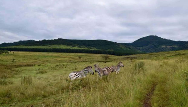 Zebras pastando em uma área verde