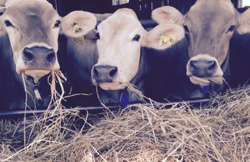 Agriturismo Colle Tripio - Foto 15