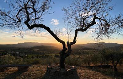 Quinta Alto da Fraga - Photo 45