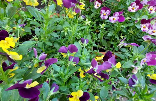 Ferienwohnung Dina - Photo 29