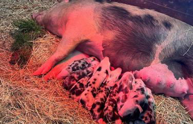 Biohof Liebhart - Photo 14