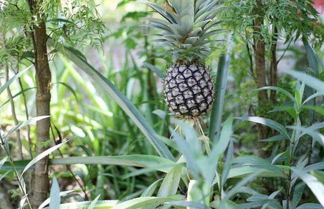 Peaceful Homestay in the Middle of Fruit Garden - Rooms With Private Toilets - Foto 27