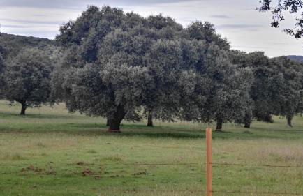 Vivienda Turística Alojamiento Rural EL Trillo - Foto 3