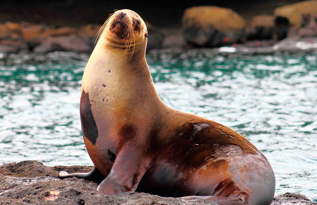 North Seymour Island Full Day Tour - Photo 1