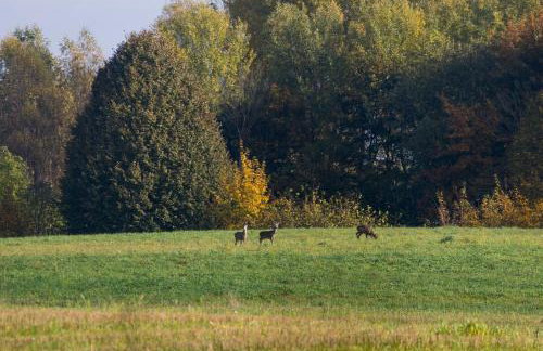 Siedlisko MiłoBrzózka - Photo 38