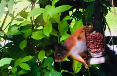 North Lodge Kilmun - Foto 24