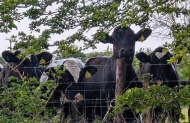 Plum Cottage Somerset - Foto 37