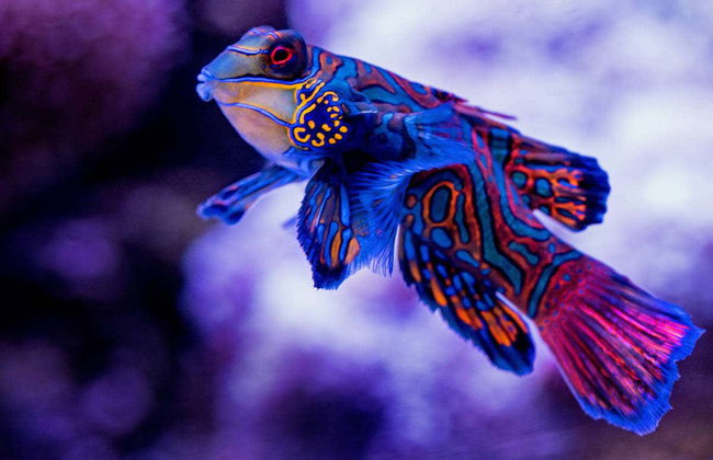 Entrada al Acuario de Cairns - Foto 3