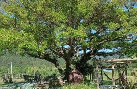 Figueira do Rio do Boi Com Hidromassagem - Foto 12