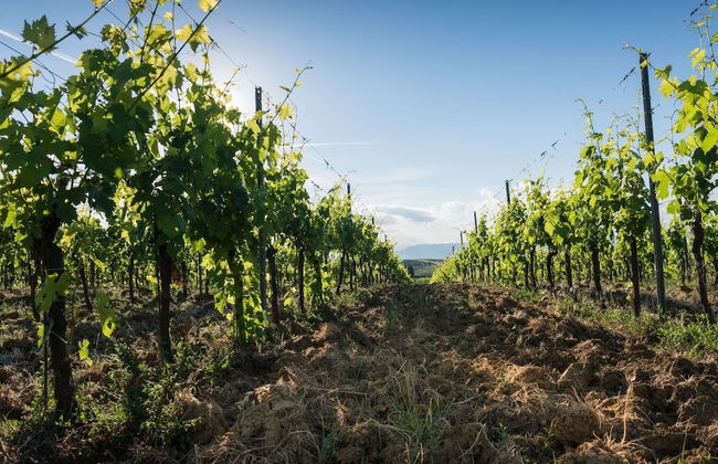 Belvilla by OYO Casettauno - Foto 45