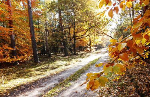 Sumówko Leśne Siedlisko - Foto 9