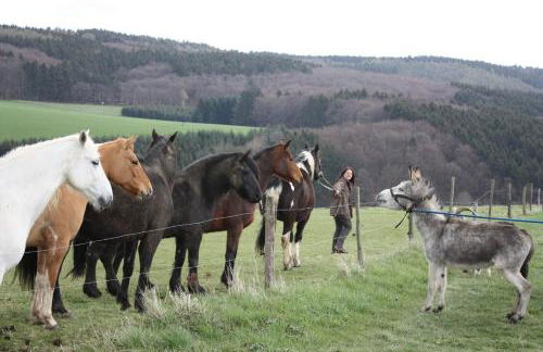 Funny-Farm - Foto 41