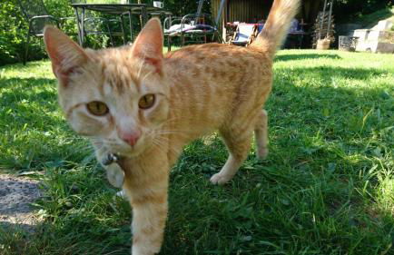 Gasthaus Piesau - Thüringer Wald - Rennsteig - Foto 50