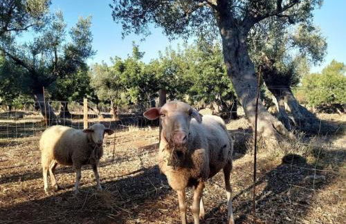 Ca na Barons - Foto 36