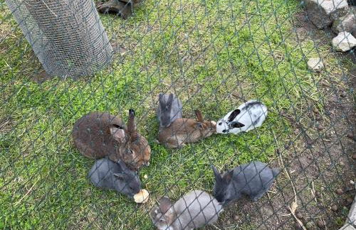 Ferienhof"WaldEsel Rippersroda" - Foto 43