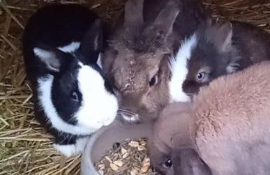 Familie Sattler - Foto 21