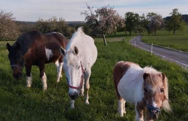 Ferienwohnung Zur Schönen Aussicht - Foto 17