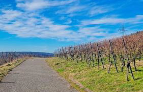 Vineyard-Suites Traumferienwohnung mit Panoramablick und Weinidylle - Foto 30