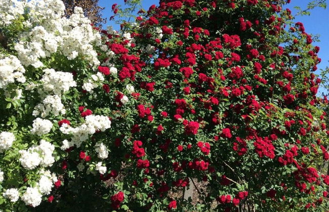 Rose Ambience Modern Retreat - Foto 16