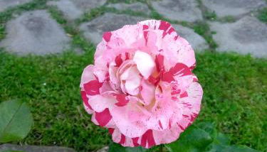 L'Erbetta fra le Cinque Terre e la Val di Vara - Foto 3
