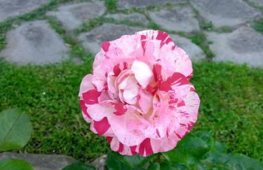 L'Erbetta fra le Cinque Terre e la Val di Vara - Photo 3