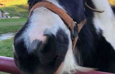 Airstream at a Petting Zoo w/ Hot Tub - Foto 21