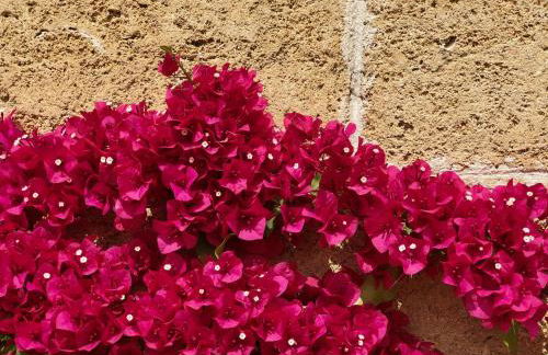 Masseria La Torre - Foto 19