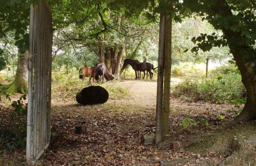 Primrose Spinney - Foto 52