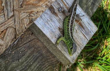 Japoński domek MITAKO - Foto 27