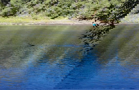 Cabaña Rústica 2 Maravillosa,con Troncos Nativos, con Orilla de Río Trancura - Photo 26