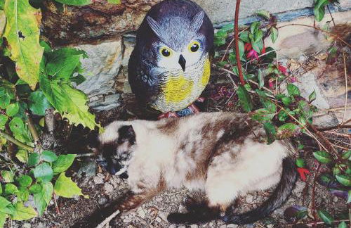 Apartamentos Casa de Riba - Foto 59