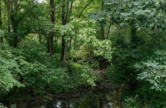 "Deer Creek Lodge" - Secluded Bourbon Trail Stay - Foto 44