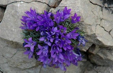 Holiday home Perunika - Foto 19