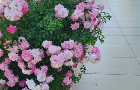 Apartments Simurina - Foto 21