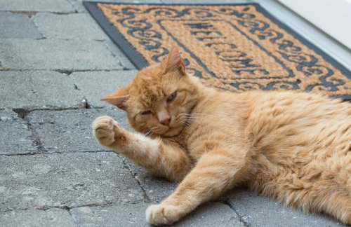 Ferienwohnung Auszeit - Photo 23