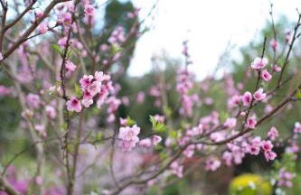 Casa Milladoiro - Foto 6