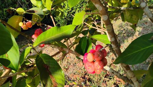 Olinda sítio Histórico Alto da Sé - Foto 3, Garden