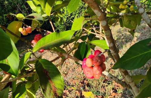 Olinda sítio Histórico Alto da Sé - Foto 3