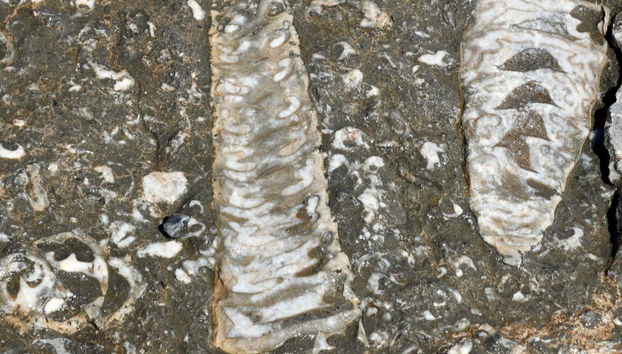 Fossils in Musandam