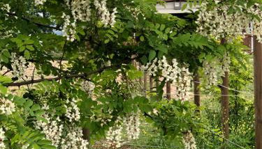 Residenza San Bartolomeo - Photo 3, Garden