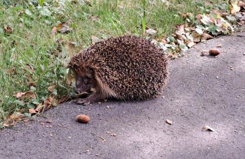 Holiday Home Fh Molkenberg by Interhome - Foto 30